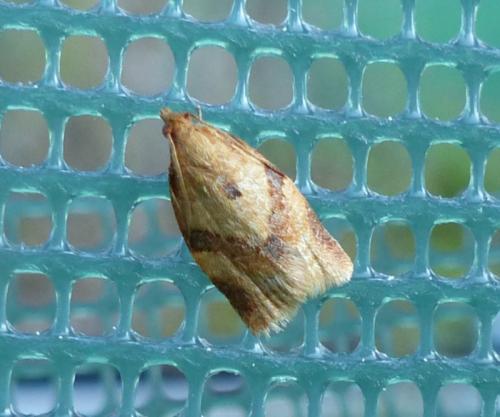Clepsis consimilana